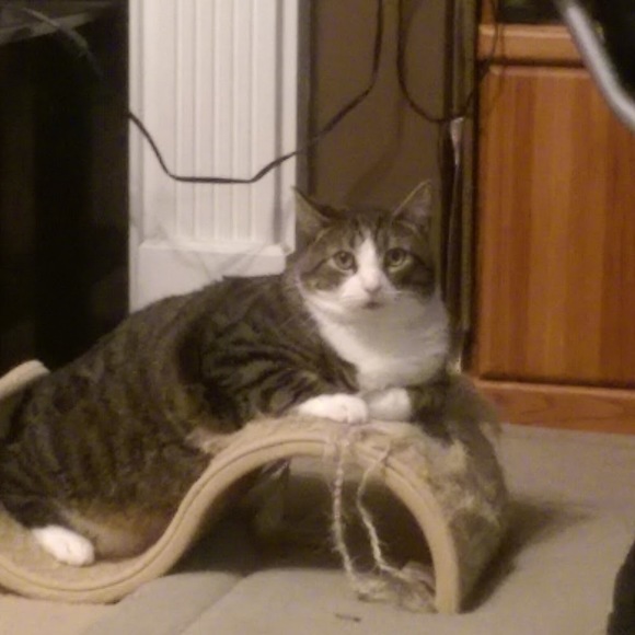 Meet your Posher, Raecheal - Picture 1 of 1